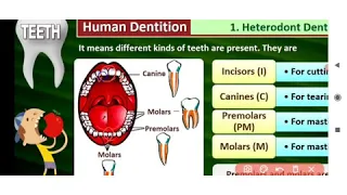 Plus one zoology  Digestion and absorption : Digestive system