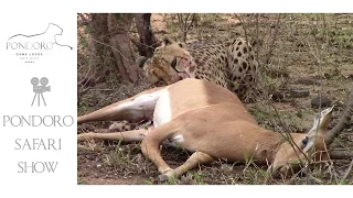 A male cheetah feeding on impala kill at Pondoro