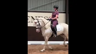 Erin Williams grey stallion is finally home😍🫶❤️