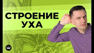 Строение уха человека | ЕГЭ Биология | Вебиум | Даниил Дарвин