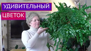 ВЫ ПОСТОЯННО МЕНЯ ПРО НЕГО СПРАШИВАЕТЕ! ПРЕКРАСНЫЙ ЦВЕТОК ПОЛИПОДИУМ!