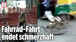 Brutaler Affen-Angriff im Straßenverkehr | Indien