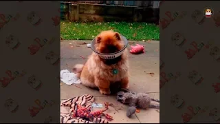 Funny & Cuteness Overload Pomeranian Compilation 2018 # 1