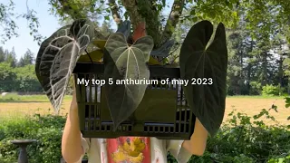 My top 5 favorite anthurium of may 2023