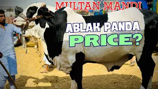 Multan Mandi Main Heavy Bachron Ki Dhoom♥️♥️ @SSTvs