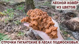 ❗СТРОЧКИ ГИГАНТСКИЕ РАДУЮТ В ЛЕСАХ ПОДМОСКОВЬЯ.🌼ЛЕСНОЙ КОВЁР ИЗ ЦВЕТОВ.🍄Весенние грибы