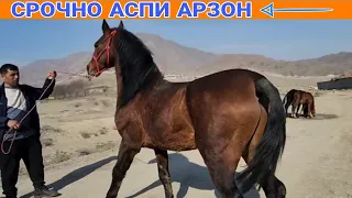 аспи АРЗОН Срочно
