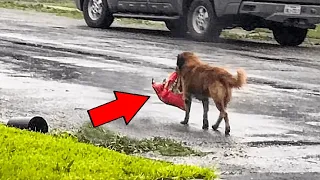 Woman Spots Dog Carrying A Huge Bag, Then She Burst Into Tears When She Takes A Closer Look!