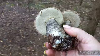 Грибы 🍄в Долеком сухом лесу , Лес не подвёл,  Они не сдаются все лето и начало осени и всегда идеал