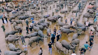 Experience THE LARGEST BUFFALO TRADING MARKET IN VIETNAM - with thousands of buffaloes | SAPA TV