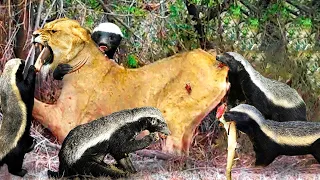 Lions Receive The Most Tragic End When Confronting Arrogant Honey Badger Because Of Their Curiosity