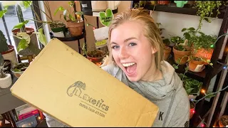 CRAZY RARE HOUSE PLANT UNBOXING! Also I dropped it on the floor like an idiot.