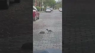 ворона помогает ёжику перейти дорогу . The crow helps the hedgehog cross the road.