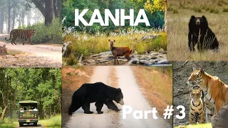 Kanha National Park# Jungle safari