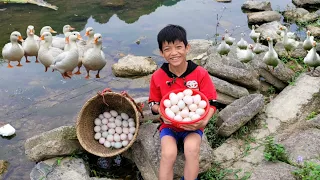 Bac went to the stream bank to pick up the remaining duck eggs after the farmer finished harvesting.