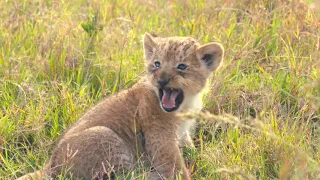 Rekero pride two tiny little lion cubs are on an adventure in the big world. 4K HDR