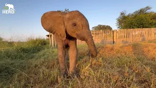 Sunrises and Playtime with baby elephant Phabeni 🐘☀️