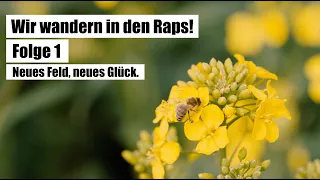 Wir wandern in den Raps! - Folge 1 - Neues Feld, neues Glück. (2023) Imkerei Bienenwiese.