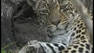 WildEarth - Sunrise Safari - November 24, 2019