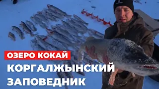 24.01.2024 КОКАЙ, НЕ ПЕРЕСТАЁТ УДИВЛЯТЬ! КОРГАЛЖЫНСКИЙ ЗАПОВЕДНИК!