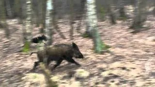 JAGDTERIER - CZESŁAW, JARY5