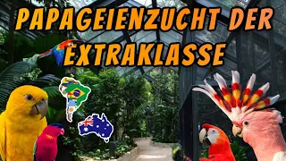 Papageienzucht der Extraklasse - Aras, Kakadus & Co in Österreich