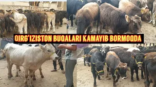 Qirg‘iziston parodali buqalari kamayib ketmoqda ulgurib qoling olishga.