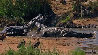 Crocodile Feeding Frenzy with Dominance Fights l Kruger Park