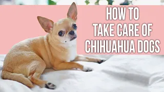 How to Take Care of Chihuahua Dogs