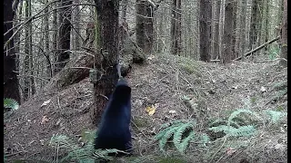 Bear Cub Tries to Remove Our Camera