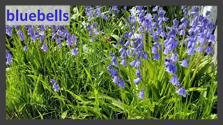 bluebells are beautiful but invasive, best to remove in areas where they are not native to