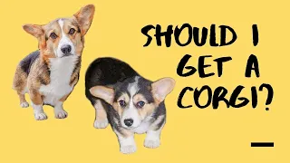 SHOULD I GET A CORGI? | 5 THINGS TO KNOW BEFORE GETTING A CORGI