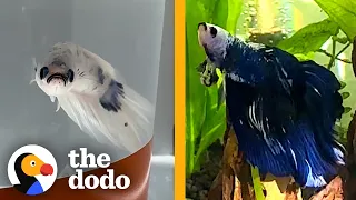 Tiny Pale Fish Completely Changes Color | The Dodo