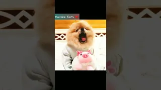 cute dog |adorable baby #shorts #shortvideo #youtubeshorts #bts #shortsvideo #youtube #short #tiktok