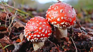 Mushrooms - Nature 4K, 60fps