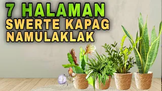 7 PLANTS THAT GIVE LUCKY EFFECT IN MONEY WHEN FLOWERS BLOOM | Mga halaman swerte kapag namulaklak