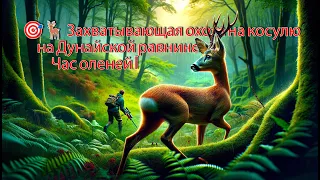 ⬜🟦🟥Захватывающая охота на косулю🎯🦌 на Дунайской равнине - Час оленей 01