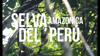 Caminando por la selva Amazonía del Perú - Sonido ambiente