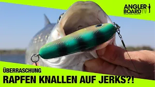 Rapfen knallen auf Jerkbait beim Hechtangeln | Angeln an der Havel | Überraschung | Anglerboard TV