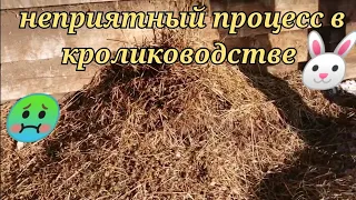 ПРОЦЕСС НАВОЗОУДАЛЕНИЯ В ДОМАШНЕМ КРОЛИКОВОДСТВЕ / РАЗВЕДЕНИЕ КРОЛИКОВ В СИБИРИ