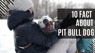 Unveiling the True Pit Bull: 10 Surprising Facts You Need to Know!