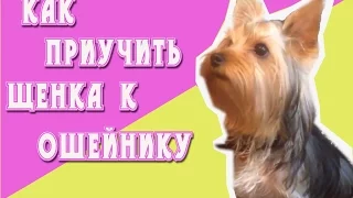 КАК ПРИУЧИТЬ ЩЕНКА К ОШЕЙНИКУ|ЮКИ И ЭРИК.