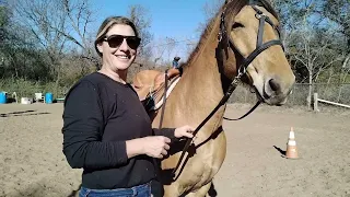 Leg command review on the ground - Exercises to establish the buttons for control of the horse