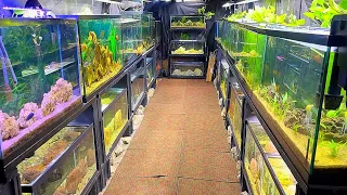 30 Aquariums In This Basement Fish Room | In Depth Tour