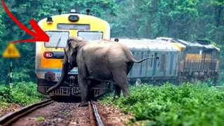 Animal vs Train - Animals Hit By Train Compilation #2