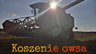 Kosimy Owies! 8 hektarów w jednym kawałku.😮😮😎💪