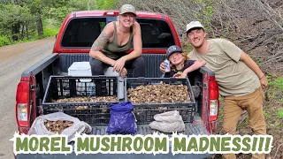 Idaho Morel Mushroom Madness!!! [Hunting a burn area for an INSANE amount of MOREL MUSHROOMS!!]