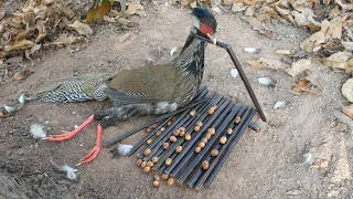 Wild Man: Create Amazing Trap for Catching Pheasant in the Jungle Working  100%