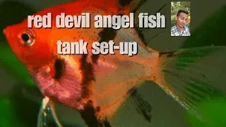 Red devil angel fish, #angel_fish_tank_setup