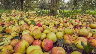 Como Os Agricultores Cultivam E Colhem Milhões De Maçãs Para Sidra - Agricultura